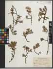 Foto von Salix myrsinites L.